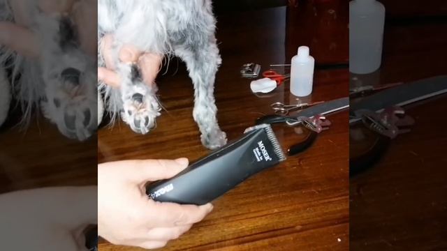 Видео-урок3 с комментарием бесплатно по стрижке когтей у китайской хохлатой смотреть онлайн