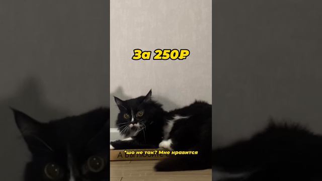 Души не чает в когтеточке😻❤️