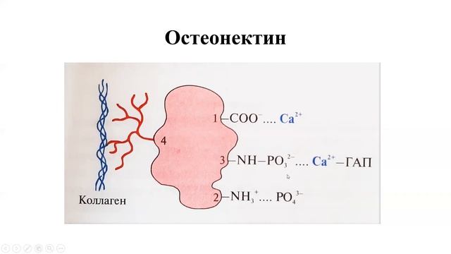 БХОТ Лекция 4.1. Биохимия соединительной ткани смотреть онлайн