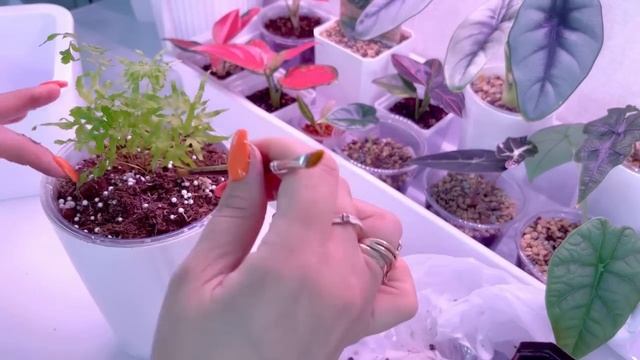 Пересадка новых папоротников #лигодиум#живородящий#блехнум смотреть онлайн