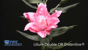 Dreamline ®