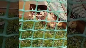 Цесарята под курицей. Где живут цесарята,цыплята?