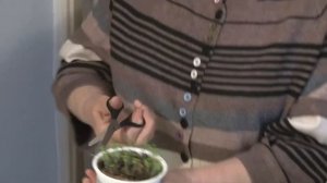 Пикирование однолетних цветов. Кларкия