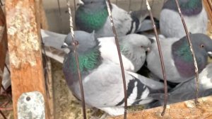 Птичий рынок г. Ташкент - ГОЛУБИ (19.12.2020)