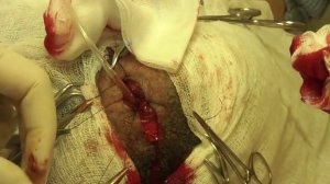 Уретростомия у собаки породы мопс.