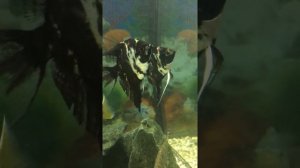 Аквариум с цихлидами: елоу, астронотус, демасони, пиндани и другими рыбками.