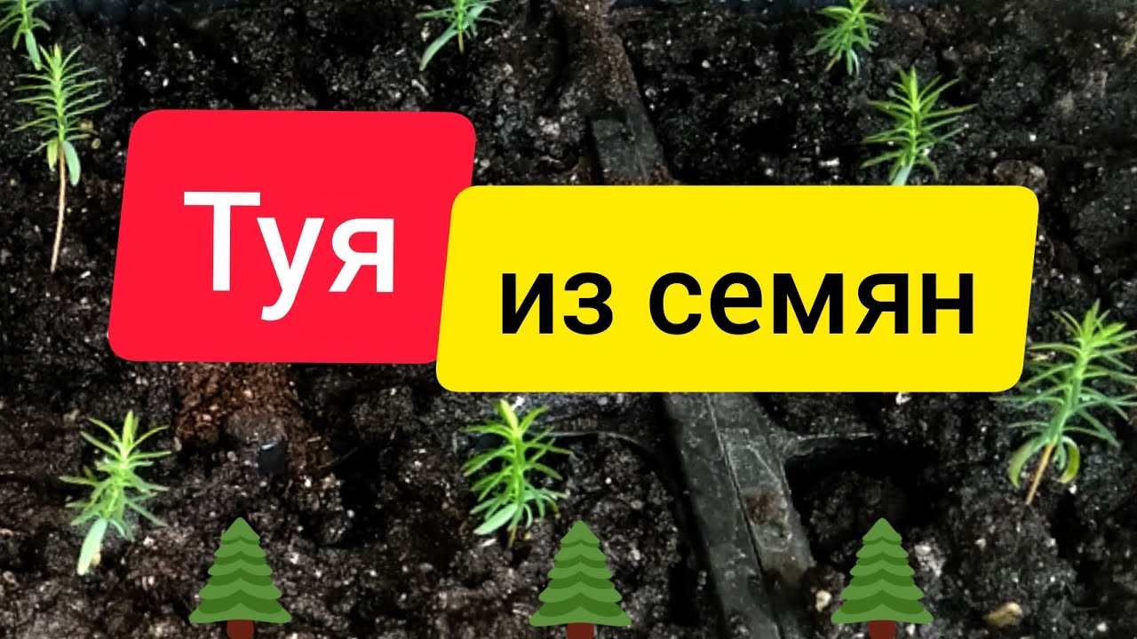 ⚫Туя из семян | Размножение туи семенами | Саженцы туи даром