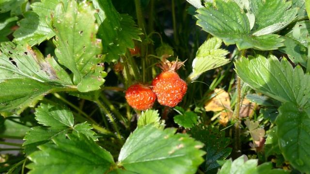 Дача 2022 ВИДЕО 4К смотреть онлайн