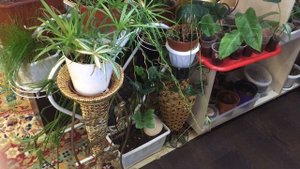 Комнатные цветы. Психанула! Отвожу!