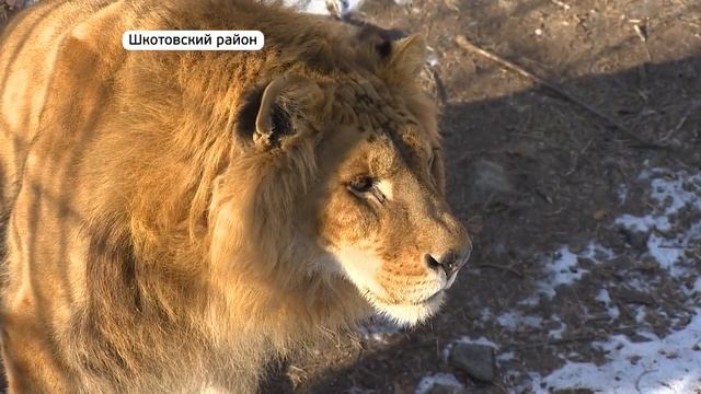 Лилигр по кличке Благ  Редкий зверь поселился в Приморском Сафари-парке. Сюжет на ОТВ Приморье