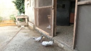 Бакинские голуби Садикова Вагифа в Баку!