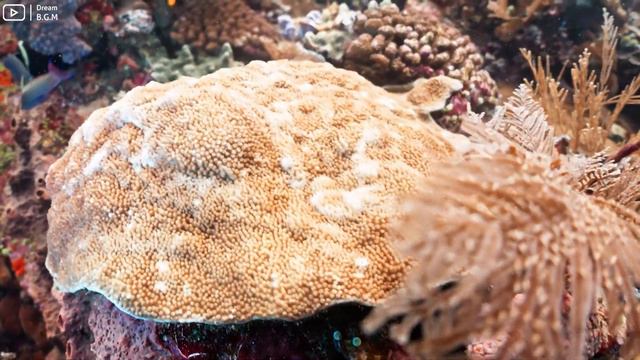 Under Red Sea 4K - Beautiful Coral Reef Fish in Aquarium, Sea Animals for Relaxation - 4K Video #57 смотреть онлайн
