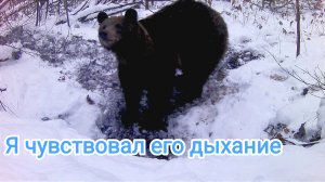 Я чувствовал дыхание медведя. Ловушка на берлоге.