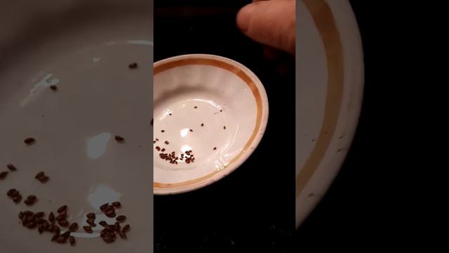 Сею виолы чтобы зацвели в этом году.
