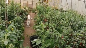 Все сорта СНЕП ГОРОХА в Наличии и последние 2 дня со скидкой 30% ТОРОПИТЕСЬ с заказами!