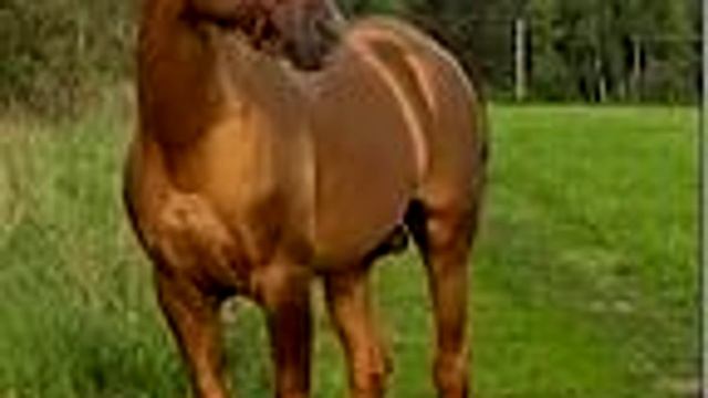 Донская лошадь Донская порода с характером, настойчивая, талантливая смотреть онлайн