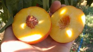 Нектарин Харблейз. Nectarine Harblaize. Канадський, невибагливий сорт.