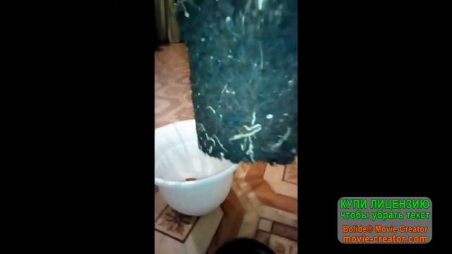 Как пересадить растение (драцену) смотреть онлайн