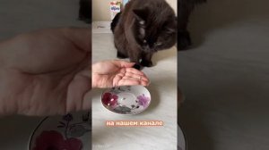 Как дать таблетку коту