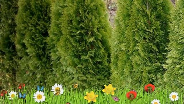 Туя западная (smaragd witbont) ? Обзор: посадка и уход. крупномеры туи : описание и особенности смотреть онлайн