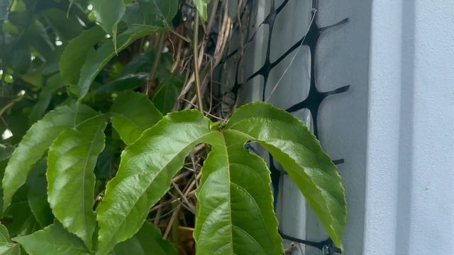 Growing passion fruit vines up my shed | Vertical Gardening, passion fruit vine loaded with fruit