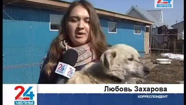 Челнинских домашних животных прививают от бешенства смотреть онлайн