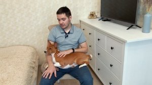Басенджи 10 месяцев или Что такое курсинг для собак | Basenji 10 months old