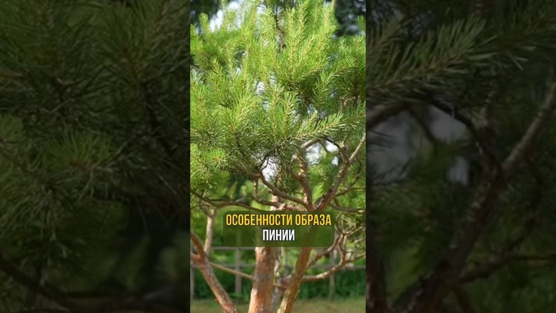 Особенности образа пинии