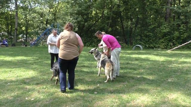 Суки ветераны