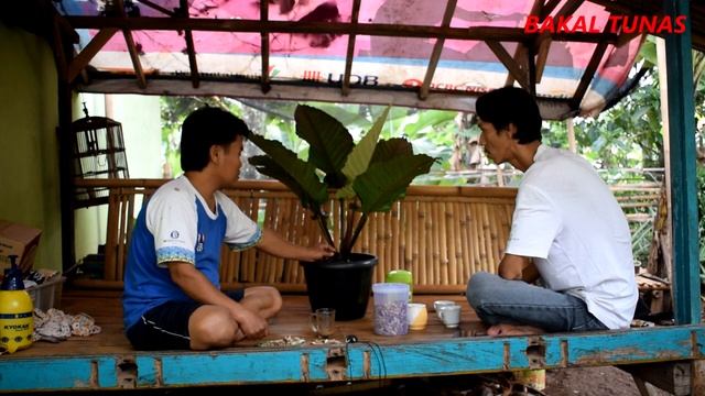 TIPS SUKSES BUDIDAYA ANTHURIUM BLACK BEAUTY смотреть онлайн