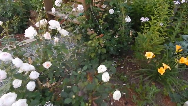 Роза Дездемона,Стефани Баронин Цу Гуттенберг 29 июля 2018 смотреть онлайн