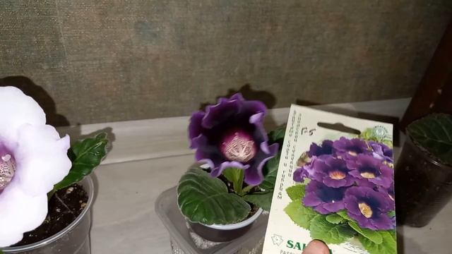 Глоксиния домашняя из семян, глоксиния цветет, какие цвета удалось получить из семян