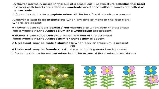 Morphological Characters Of Leaves And Flower (Lecture No 5) смотреть онлайн