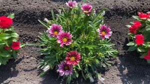 Как цветут Газания Нью Дэй и Катарантус? Красивые, низкорослые и яркие цветы!