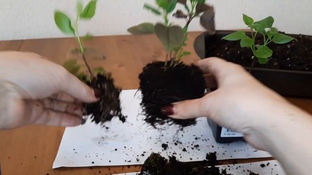 РАСПАКОВКА 2023! Сирени из Подворья - ЧАСТЬ 2 "Посадка"! смотреть онлайн