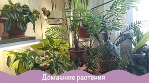 Комнатный садик. Домашние растения. 2ч