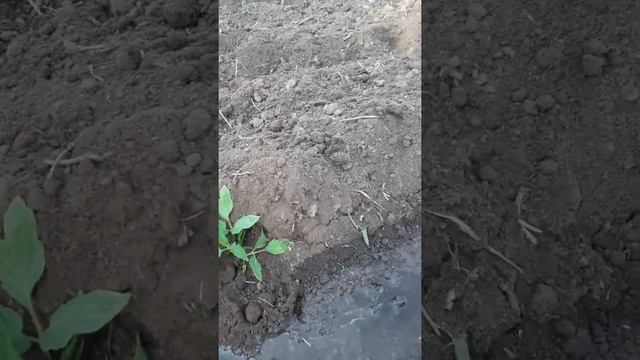 Сажаем помидоры в огороде смотреть онлайн