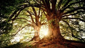 Соединение с ЧИСТОЙ энергией рода отца и матери, получение силы рода. Медитативная практика