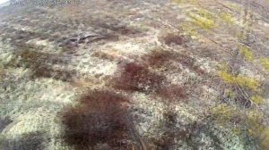 Охота на гуся на севере в Архангельской области