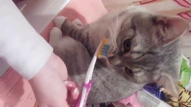 Кот чистит зубы как человек смотреть онлайн
