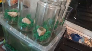 ГУППИ В ОТСАДНИКЕ , СКОРО МАЛЬКИ !!! 23 #