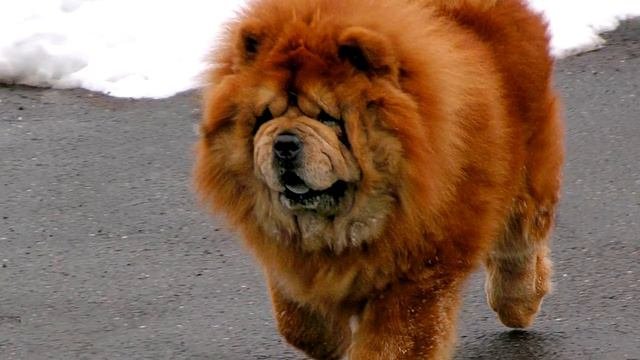 Топ 10 самых агрессивных пород собак