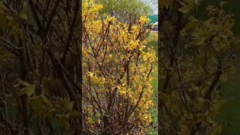 Как цветет форзиция