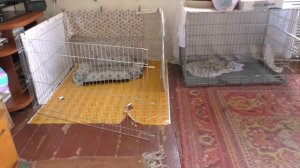 беременность собак, 52 и 57 день. какие у нас животики
