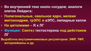 Строение и функции яичников женщины