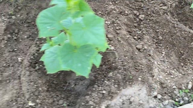 ОГУРЦЫ выращивание в теплице ? Как утеплить землю и освободиться от сорняков одновременно? смотреть онлайн