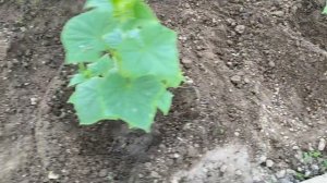 ОГУРЦЫ выращивание в теплице ? Как утеплить землю и освободиться от сорняков одновременно?