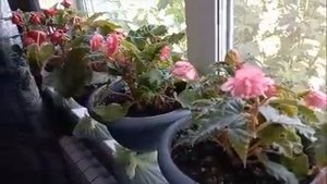 Клубневые бегонии-первогодки. Как сохранить зимой?