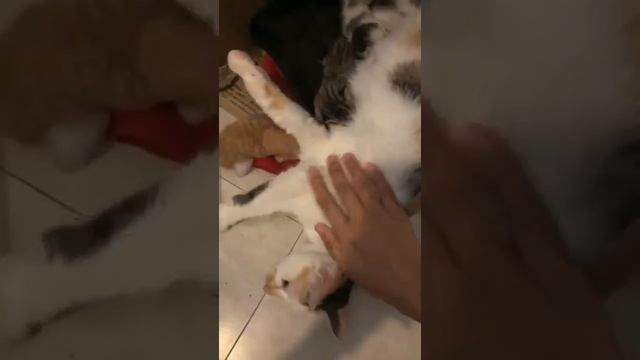 Новорожденные котята и их мама. Подобраны были на улице смотреть онлайн