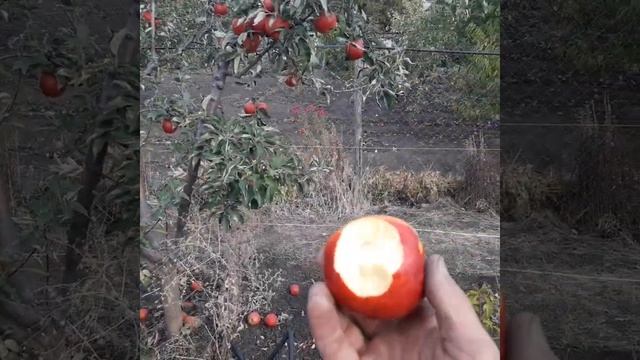 Кариот 7. Настоящий зимний сорт смотреть онлайн